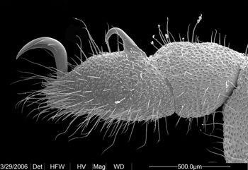 Media type: image;   Invertebrate Zoology 133769
